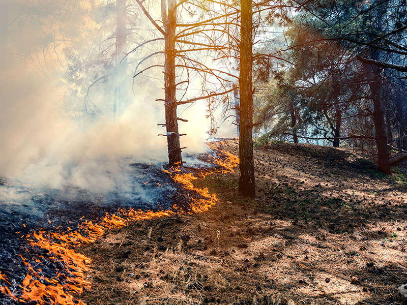 Feu de forêt.